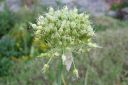 Siperianlaukka2C_Allium_obliquum_IMG_913.jpg