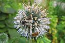 Siperianpallo-ohdake2C_Echinops_ritro_IMG_0613.jpg