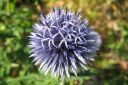 Siperianpallo-ohdake2C_Echinops_ritro_IMG_0649.jpg