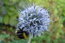 Siperianpallo-ohdake2C_Echinops_ritro_IMG_090.jpg