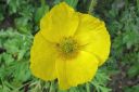 Siperianunikko2C_Papaver_croceum_IMG_3842.jpg