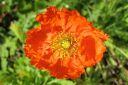 Tiedostonimi=Siperianunikko2C_Papaver_croceum_IMG_4484.jpg
Tiedostokoko=52kt
Koko=600x400
Lisätty=11.03.2011 Siperianunikko2C_Papaver_croceum_IMG_4484.jpg