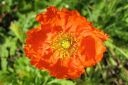 Siperianunikko2C_Papaver_croceum_IMG_4484.jpg