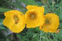 Siperianunikko2C_Papaver_croceum_IMG_4879.jpg