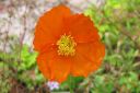 Siperianunikko2C_Papaver_croceum_IMG_6046.jpg