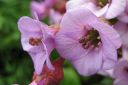 Soikkovuorenkilpi2C_Bergenia_crassifolia_IMG_0022.jpg