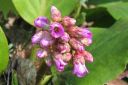 Soikkovuorenkilpi2C_Bergenia_crassifolia_IMG_0118.jpg