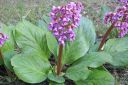 Soikkovuorenkilpi2C_Bergenia_crassifolia_IMG_1237.jpg