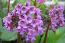 Soikkovuorenkilpi2C_Bergenia_crassifolia_IMG_1391.jpg