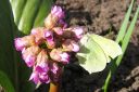 Soikkovuorenkilpi2C_Bergenia_crassifolia_IMG_6368.jpg