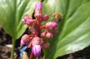 Soikkovuorenkilpi2C_Bergenia_crassifolia_IMG_6609.jpg