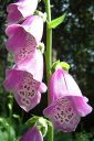 Sormustinkukka2C_Digitalis_purpurea_IMG_0003.jpg