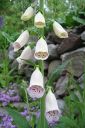 Sormustinkukka2C_Digitalis_purpurea_IMG_2980.jpg