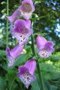 Sormustinkukka2C_Digitalis_purpurea_IMG_3833.jpg