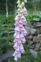 Sormustinkukka2C_Digitalis_purpurea_IMG_4399.jpg