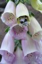 Sormustinkukka2C_Digitalis_purpurea_IMG_4410.jpg