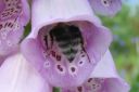 Sormustinkukka2C_Digitalis_purpurea_IMG_4828.jpg