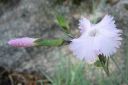 Sulkaneilikka2C_Dianthus_plumaris_IMG_5595.jpg