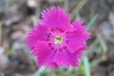 Sulkaneilikka2C_Dianthus_plumaris_IMG_6186.jpg