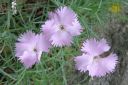 Sulkaneilikka2C_Dianthus_plumaris_IMG_7135.jpg