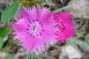 Sulkaneilikka2C_Dianthus_plumaris_IMG_9508.jpg