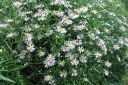 Syysasteri2C_Aster_novi-belgii_IMG_0432.jpg