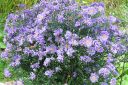 Syysasteri2C_Aster_novi-belgii_IMG_2284.jpg