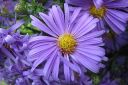 Syysasteri2C_Aster_novi-belgii_IMG_2286.jpg