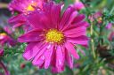 Syysasteri2C_Aster_novi-belgii_IMG_4508.jpg