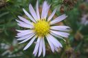 Syysasteri2C_Aster_novi-belgii_IMG_4636.jpg