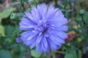 Syysasteri2C_Aster_novi-belgii_IMG_4854.jpg