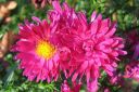 Syysasteri2C_Aster_novi-belgii_IMG_5118.jpg