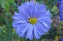 Syysasteri2C_Aster_novi-belgii_IMG_5457.jpg