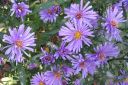 Syysasteri2C_Aster_novi-belgii_IMG_7390.jpg