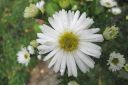 Syysasteri2C_Aster_novi-belgii_IMG_8063.jpg