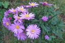 Syysasteri2C_Aster_novi-belgii_IMG_8116.jpg