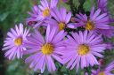 Syysasteri2C_Aster_novi-belgii_IMG_8117.jpg