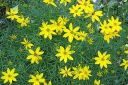 Syyskaunosilma2C_Coreopsis_verticillata_IMG_0275.jpg