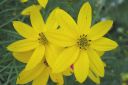 Syyskaunosilma2C_Coreopsis_verticillata_IMG_0277.jpg