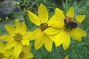 Syyskaunosilma2C_Coreopsis_verticillata_IMG_0800.jpg