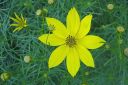 Syyskaunosilma2C_Coreopsis_verticillata_IMG_9817.jpg