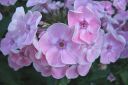 Syysleimu2C_Phlox_paniculata_IMG_0027.jpg