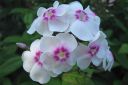 Syysleimu2C_Phlox_paniculata_IMG_0031.jpg