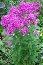 Syysleimu2C_Phlox_paniculata_IMG_0407.jpg