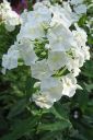 Syysleimu2C_Phlox_paniculata_IMG_0667.jpg