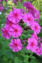 Syysleimu2C_Phlox_paniculata_IMG_0668.jpg