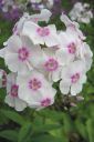 Tiedostonimi=Syysleimu2C_Phlox_paniculata_IMG_0670.jpg
Tiedostokoko=37kt
Koko=400x600
Lisätty=11.03.2011 Syysleimu2C_Phlox_paniculata_IMG_0670.jpg