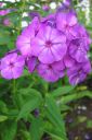 Syysleimu2C_Phlox_paniculata_IMG_0671.jpg