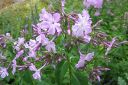Tiedostonimi=Syysleimu2C_Phlox_paniculata_IMG_0765.jpg
Tiedostokoko=68kt
Koko=600x399
Lisätty=11.03.2011 Syysleimu2C_Phlox_paniculata_IMG_0765.jpg