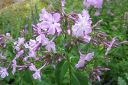 Syysleimu2C_Phlox_paniculata_IMG_0765.jpg